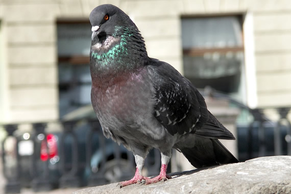 Bird/Pigeon Control & Bird Proofing